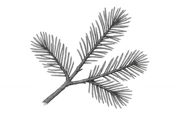 Wall Mural - Pine tree branch drawing with needles in black and white, evergreen botanical sketch art on transparent background