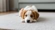 © Elginstock - Adorable puppy resting peacefully on a soft carpet indoors with pet love and care.