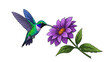 © alfan - Colorful hummingbird hovering near vibrant purple flower (13)