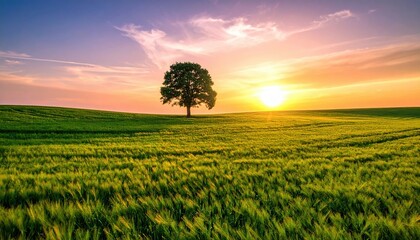 Wall Mural - Serene sunset over a lush green field with a solitary tree, creating a peaceful landscape scene