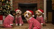 © Mauricio - Four dogs in pajamas and santa hats sitting in front of a christmas tree