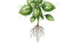 © takon - Fresh basil plant illustration with roots and leaves