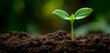 © Muhammad - Vibrant new plant sprouting from fertile soil, symbolizing growth, new beginnings, and sustainable development in a natural environment