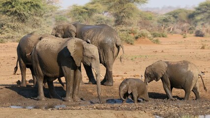 Wall Mural - African elephants (Loxodonta africana) taking a mud bath, Chobe National Park, Botswana