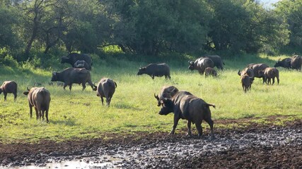 Wall Mural - African of Cape buffalo (Syncerus caffer) herd at a muddy waterhole, Mokala National Park, South Africa