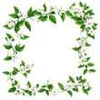 © Ramjan - set of Jasmine Vine png