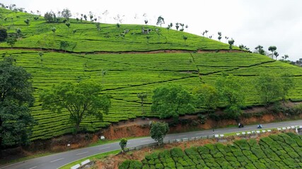 Wall Mural - Vibrant aerial view of lush tea plantations near Ooty, Nilgiris, with perfectly lined slopes, winding paths, and scenic highlands, revealing a charming hillside village in the distance.