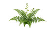 © Solene - Isolated Beautiful fern with fronds in vibrant green for plant design, illustration use