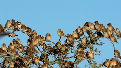 Wall Mural - Flock of red-billed queleas (Quelea quelea) and other birds perched in a tree, Kalahari desert, South Africa