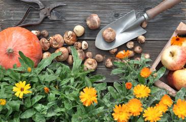 Wall Mural - view directly above on bulbs put on a small shovel and part of orange squash and apples with marigold flowers on a plank  in autumn