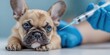 © The Little Hut - Veterinary doctor giving injection to a French Bulldog puppy, healthcare and pet immunization concept