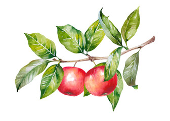 apples on branch with leaves, red fresh ripe fruit, hand drawn watercolor illustration isolated on w