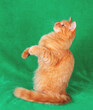 © vvvita - A portrait of a funny ginger longhaired cat begging indoors on a green blanket. The cat is standing on its hind legs