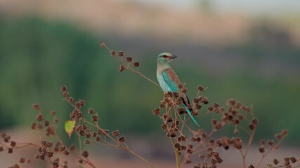 Wall Mural - A European roller is standing on a bush, looking around