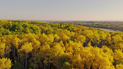 Wall Mural - Scenic drone footage showing autumn trees overlooking open farmland in Manitoba, Canada. Golden foliage, hay bales, and rolling hills under a warm evening sky.