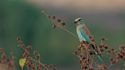 Wall Mural - A European roller is standing on a bush, looking around