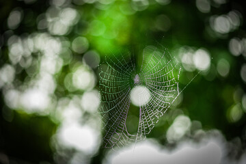Spider web in the morning dew