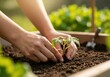 © Vasiliy - Gardener's hands planting a young tomato seedling in rich soil. New growth and organic farming concept. Spring gardening hobby