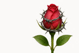 A rose entwined with barbed wire. Space for text.