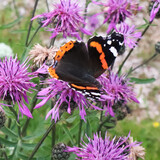 Wildlife: Admiralfalter Schmetterling und viele andere Insekten auf Klee einer Blumenwiese
