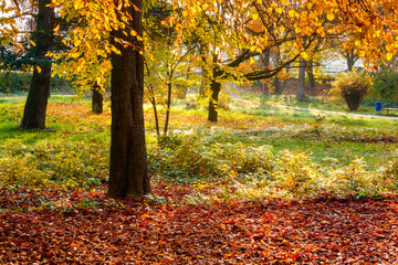 Wall Mural - sunny scene with park trees in autumn leaves. scenic urban landscape of uzhhorod with ground covered in colorful foliage. beautiful season change background. wonderful atmosphere in warm morning light