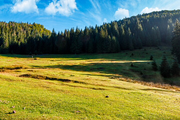 Wall Mural - beautiful mountain landscape of romania on autumn morning. coniferous forest in apuseni natural park. rural valley with grassy pastures on hills in misty weather. amazing transylvania countryside