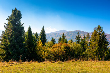 Wall Mural - landscape with coniferous forest behind the meadow in autumn. sunny day. nature background with blue sky and borzhava ridge of ukraine. transcarpathia alpine woodland