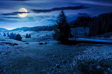 Wall Mural - beautiful mountain landscape in autumn at night. coniferous forest in natural park. rural valley with grassy pastures on hills in misty weather. amazing countryside in full moon light
