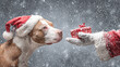 © Image4u - Curious staffordshire terrier dog wearing Christmas hat receives gift during winter holiday snow storm. heartwarming pet scene