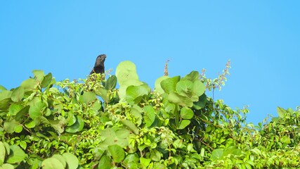 Wall Mural - Smooth Billed Ani Bird on Sea Grape Tree