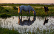 © Михеев Павел - Horses graze in the steppe at sunset