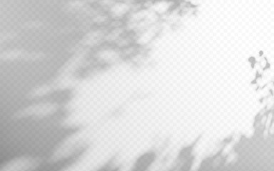 Wall Mural - abstract shadow gobo overlay from tree branch on a transparent background.