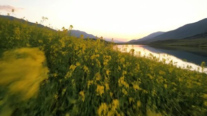 Wall Mural - gentle drone flight revealing a hillside of blooming yellow wildflowers near a serene lake at dawn f