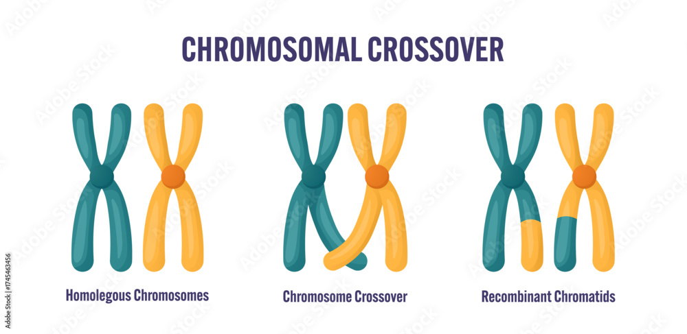Chromosomal crossover diagram showing homologous chromosomes crossing ...