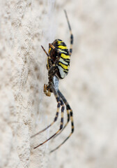 Wall Mural - A spider is crawling on a wall