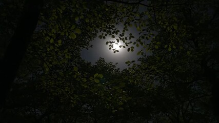 Wall Mural - Serene timelapse of moonlight gently eclipsing across a tranquil forest canopy at night cinematic, moon, leaves