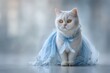 © whitestorm - A beautiful white cat with striking amber eyes elegantly sitting in a fancy blue dress.