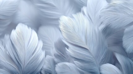 Canvas Print - Soft and Beautiful Delicate Feathers with a Calm Background