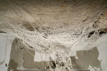 Texture background cobweb old in dust.