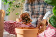 © wifesun - Woman adding expanded clay pebbles to a terracotta pot, preparing it for repotting a houseplant like ficus lyrata, demonstrating the care and hobby of indoor gardening and plant transplantation