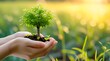 © Mer - environment Earth Day In the hands of trees growing seedlings. Bokeh green Background Female hand holding tree on nature field grass Forest conservation concept
