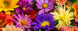 © Milou Dirks - seamless colorful summer flowers background with dahlias and cosmea floating in water with dew drops