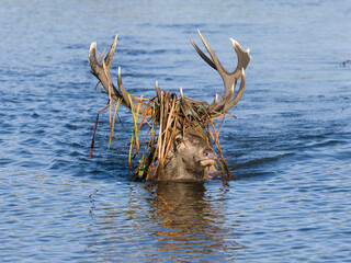 Wall Mural - Red deer, Cervus elaphus