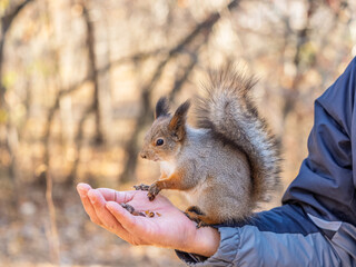 Wall Mural - A squirrel in the spring or autumn eats nuts from a human hand. Eurasian red squirrel, Sciurus vulgaris