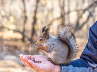 Wall Mural - A squirrel in the spring or autumn eats nuts from a human hand. Eurasian red squirrel, Sciurus vulgaris