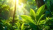 © Johanddss - Lush green foliage bathed in sunlight, a vibrant forest scene.