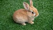 © Agen stock - Adorable brown bunny sitting on green artificial grass, blurred background, pet advertising