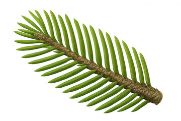 Wall Mural - Fir tree branch featuring green needles, evergreen conifer sprig with brown stem, transparent background