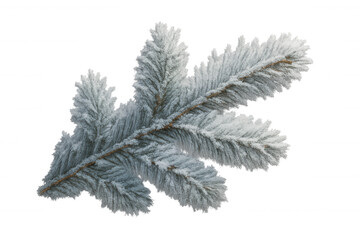 Wall Mural - Fir tree branch covered in hoarfrost, winter season, cold weather nature, holiday, christmas decoration element
