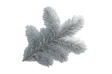 Wall Mural - Fir tree branch covered in hoarfrost and snow, creating a beautiful winter scene for holiday designs with transparent background